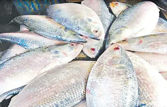 ইলিশ চাষে সরকারের অনুমোদন নেই, কৃত্রিম পদ্ধতিতে চাষের দাবিকে নাকচ করল মৎস্য মন্ত্রণালয়