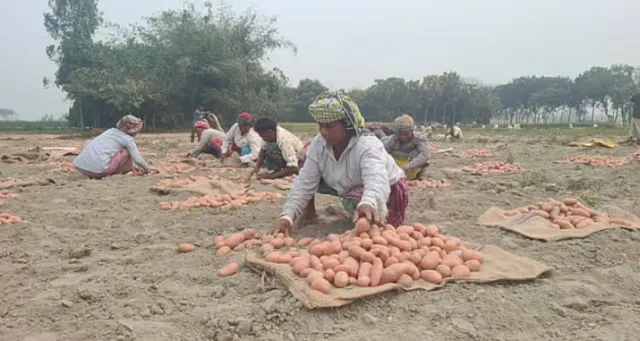 আলুর দাম নাই ঈদ করমু কেমনে কইরা