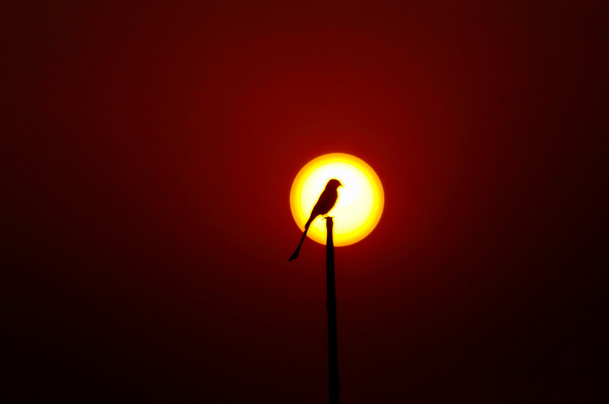 ফটোগ্যালারী ২